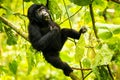 A baby mountain gorilla in Bwindi Nationalpark Uganda