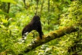 A baby mountain gorilla in Bwindi Nationalpark Uganda