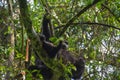Baby mountain gorilla looking cute while hanging with mom in the Bwindi Impenetrable National Park Royalty Free Stock Photo