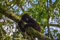 Baby mountain gorilla looking very cute while hanging onto tree