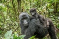 Baby Mountain gorilla sitting on his mother. Royalty Free Stock Photo