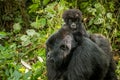 Baby Mountain gorilla sitting on his mother. Royalty Free Stock Photo