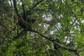 Baby mountain gorilla struggling to hang onto tree branch while mom seems indifferent