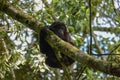 Baby mountain gorilla struggling to hang on in the trees