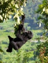 A baby mountain gorilla on a tree. Uganda. Bwindi Impenetrable Forest National Park. Royalty Free Stock Photo