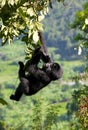 A baby mountain gorilla on a tree. Uganda. Bwindi Impenetrable Forest National Park. Royalty Free Stock Photo