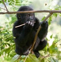 A baby mountain gorilla on a tree. Uganda. Bwindi Impenetrable Forest National Park. Royalty Free Stock Photo