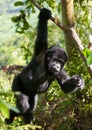 A baby mountain gorilla on a tree. Uganda. Bwindi Impenetrable Forest National Park. Royalty Free Stock Photo