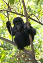 A baby mountain gorilla on a tree. Uganda. Bwindi Impenetrable Forest National Park.