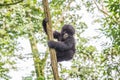 Baby Mountain gorilla in a tree in the Virunga National Park. Royalty Free Stock Photo