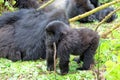 Baby mountain gorilla in the Volcanoes National Park of Rwanda Royalty Free Stock Photo