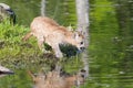 Baby mountain lion drinking water