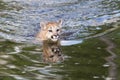 Baby mountain lion swimming