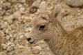 Baby Mountain Sheep