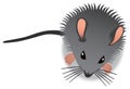 Baby Mouse Royalty Free Stock Photo