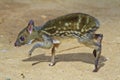 Baby Mouse deer Royalty Free Stock Photo