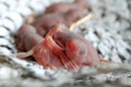 Baby mouse or little newborn rats sleep in rat nest on fabric Royalty Free Stock Photo