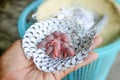 Baby mouse or little newborn rats sleep in rat nest on fabric or silk cloth Royalty Free Stock Photo