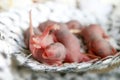 Baby mouse or little newborn rats sleep in rat nest Royalty Free Stock Photo