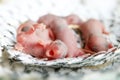 Baby mouse or little newborn rats sleep in rat nest on fabric or silk cloth Royalty Free Stock Photo