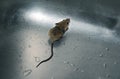 Baby Mouse in Wash Basin Royalty Free Stock Photo