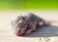 Baby Mouse Royalty Free Stock Photo