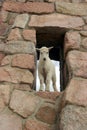 Baby mtn goat in window