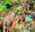 Baby mule deer in British Columbia Canada