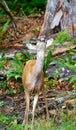 Baby mule deer in British Columbia Canada