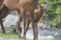 Baby Mule Deer peeps around his mom. Royalty Free Stock Photo