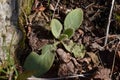 Baby Mullein is ready to grow at Niagara Glen Royalty Free Stock Photo