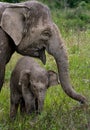 Baby with mum of the Asian elephant. Indonesia. Sumatra. Way Kambas National Park.