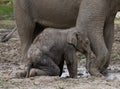 Baby with mum of the Asian elephant. Indonesia. Sumatra. Way Kambas National Park. Royalty Free Stock Photo