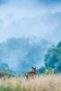 Baby Muntjac or Deer in the grassland in rainy season. Tropical forest in the mist backgrounds. Khao Yai National Park. UNESCO The Royalty Free Stock Photo