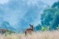 Baby Muntjac or Deer in the grassland in rainy season. Tropical forest in the mist backgrounds. Khao Yai National Park. UNESCO The Royalty Free Stock Photo