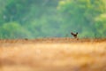 Baby Muntjac relaxing in the golden grassland in morning light. Summer season. Glittering morning dew foregrounds. Green trees