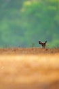 Baby Muntjac relaxing in the golden grassland in morning light. Summer season. Glittering morning dew foregrounds. Green trees