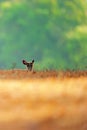 Baby Muntjac relaxing in the golden grassland in morning light. Summer season. Glittering morning dew foregrounds. Green trees