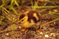 Baby Muscovy ducklings Cairina moschata flock