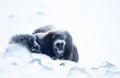 Baby musk ox in Dovrefjell mountains in winter Royalty Free Stock Photo