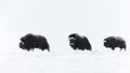 Baby musk ox following adult Musk Oxen in winter Royalty Free Stock Photo