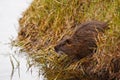 Baby muskrat Royalty Free Stock Photo