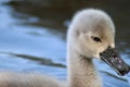 A baby mute swan close up of head. Royalty Free Stock Photo