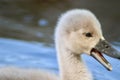 Close up of a cygnet in a lake with open beak. Royalty Free Stock Photo