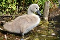 Baby Mute Swan