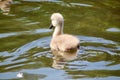 A baby mute swan with its back to the camera. Royalty Free Stock Photo