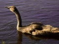 Baby Mute swan in the river Royalty Free Stock Photo