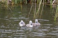 Baby Mute swans signets swimming