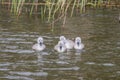 Baby Mute swans signets swimming