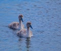 Baby Mute Swans Royalty Free Stock Photo